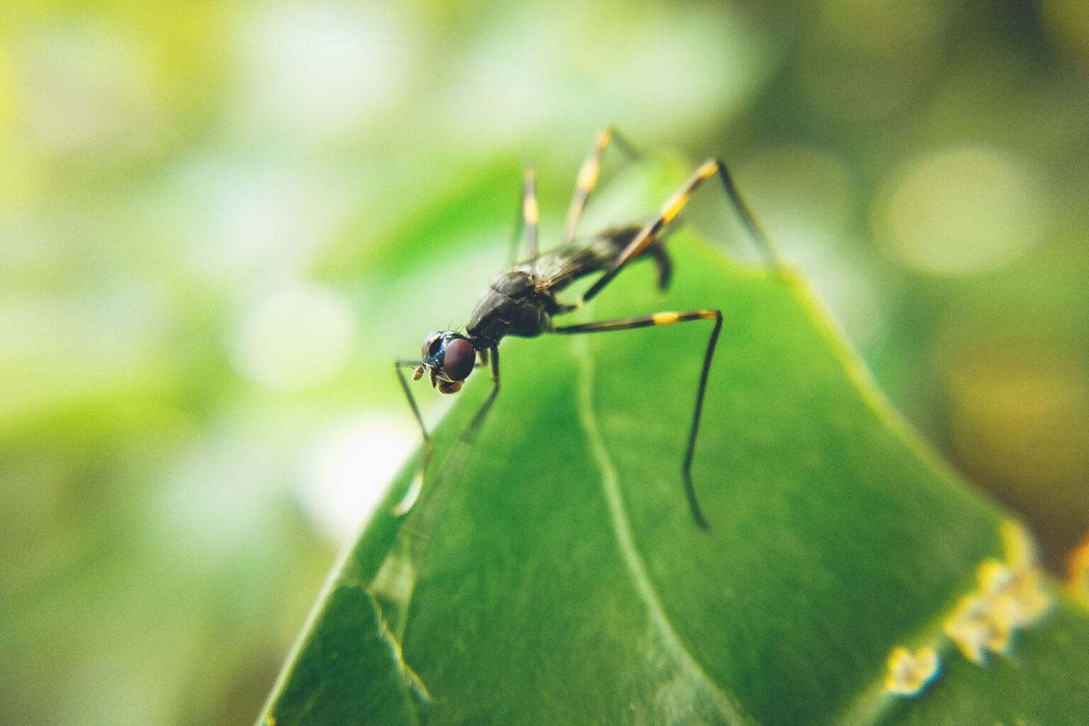 Protección antiinsectos sostenible