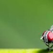 Cómo hacer trampas caseras para moscas paso a paso