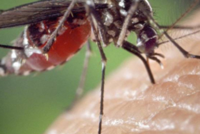 ¿Los mosquitos pueden picar por encima de la ropa?