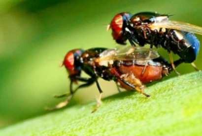 La comparación completa entre moscas y mosquitos