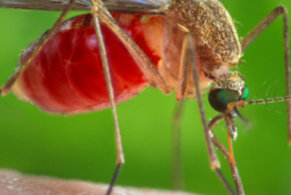 Tipos de mosquitos em Portugal
