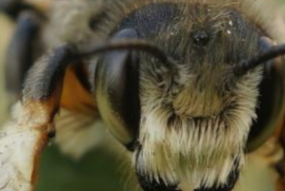 Tipos de abejas en España y cómo identificarlas