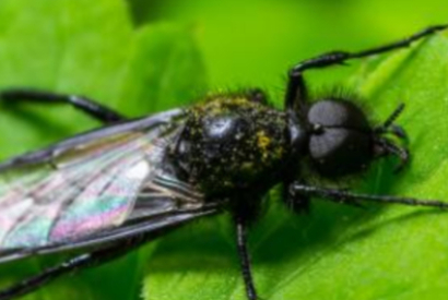 Tipos de moscas en España y cómo identificarlas