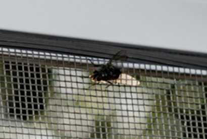 Como afastar os mosquitos