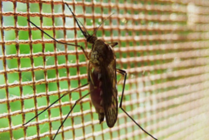 Como eliminar os mosquitos da cozinha