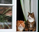 Mosquiteras a prueba de gatos y perros