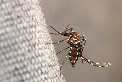 Las mosquiteras más eficientes para protegerte del mosquito tigre