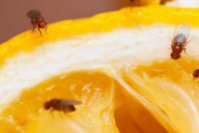 Cómo evitar las moscas de la fruta