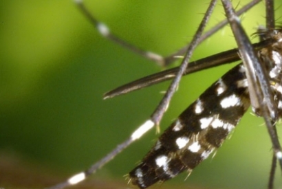 Quantas vezes um mosquito pode picar?