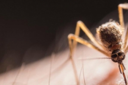 O que fazer para não ter mosquitos em casa?