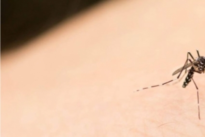 Por qué pican los mosquitos