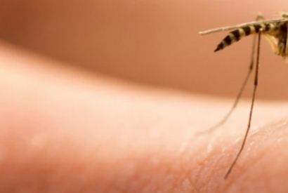 Mosquitos en noviembre