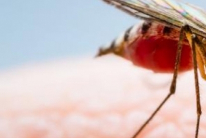¿Los mosquitos tienen dientes?