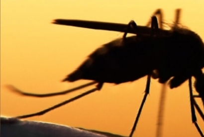 Sonidos de mosquitos ¿por qué zumban?
