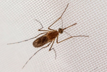 ¿Sabías que las mosquiteras pueden protegerte de enfermedades graves?