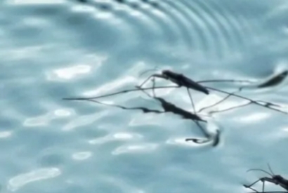 Qué son los mosquitos de agua