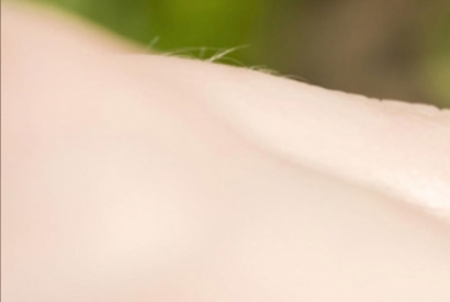 Cuáles son los insectos voladores de verano