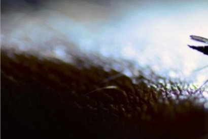 Por qué los mosquitos van a la luz